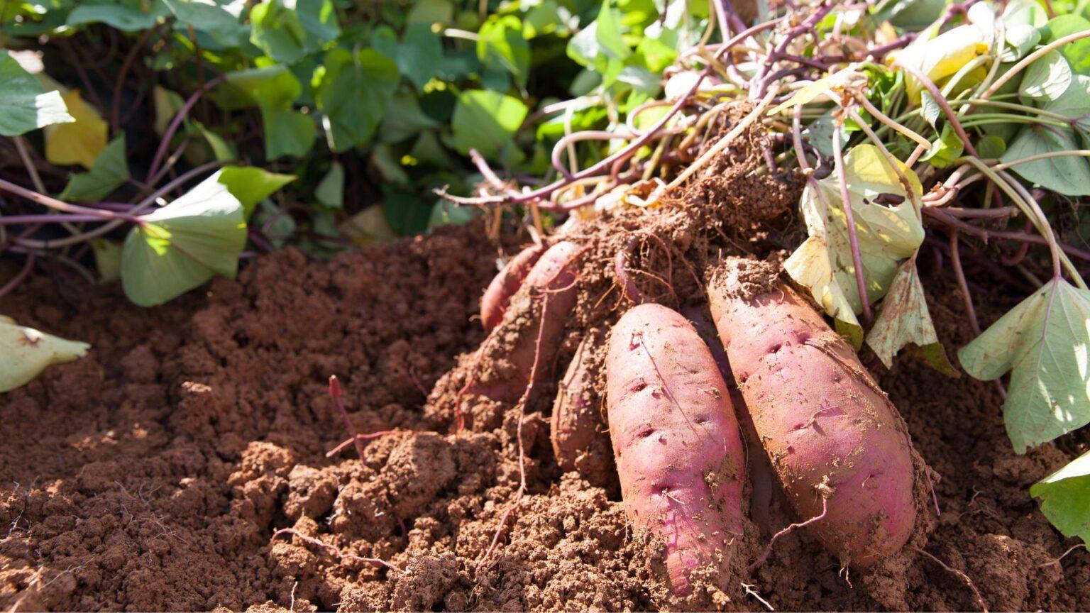 มันสำปะหลัง