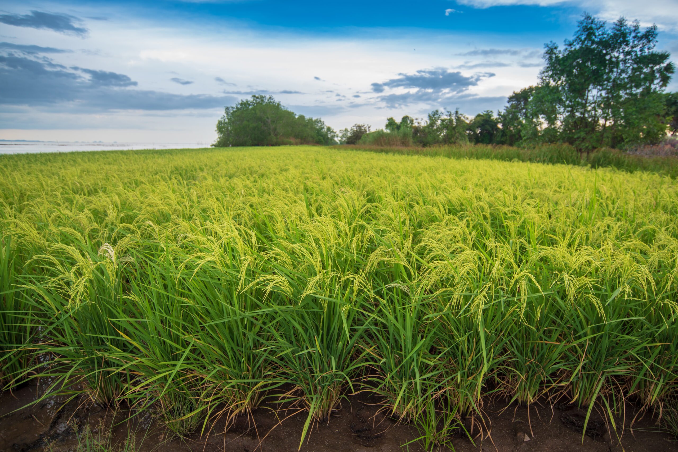 Field Crops
