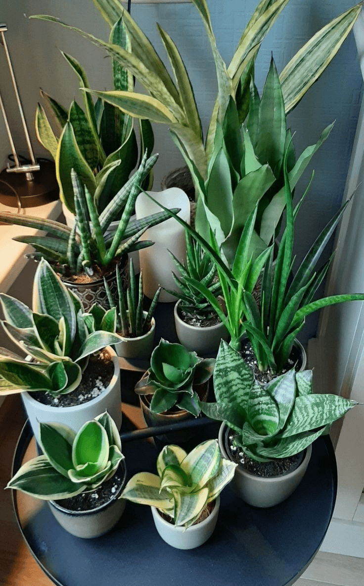 Potted Plants