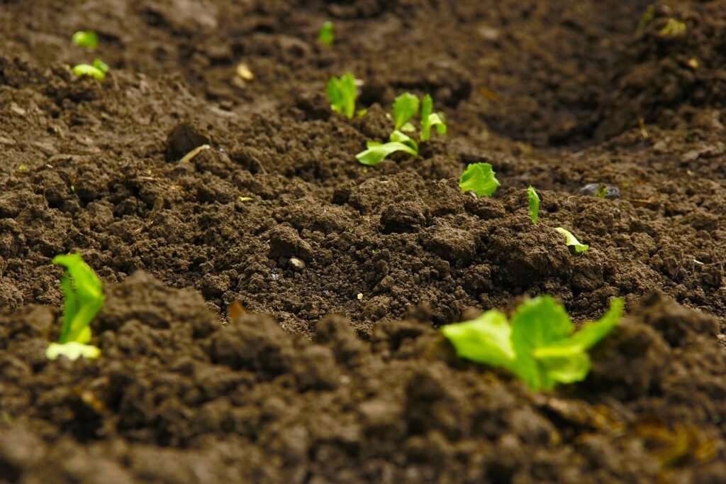 Growing Medium
