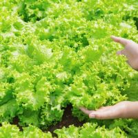 close-up-hand-farmer-garden-during-morning-time-food-background-825x550